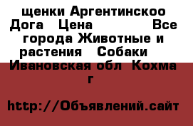 щенки Аргентинскоо Дога › Цена ­ 25 000 - Все города Животные и растения » Собаки   . Ивановская обл.,Кохма г.